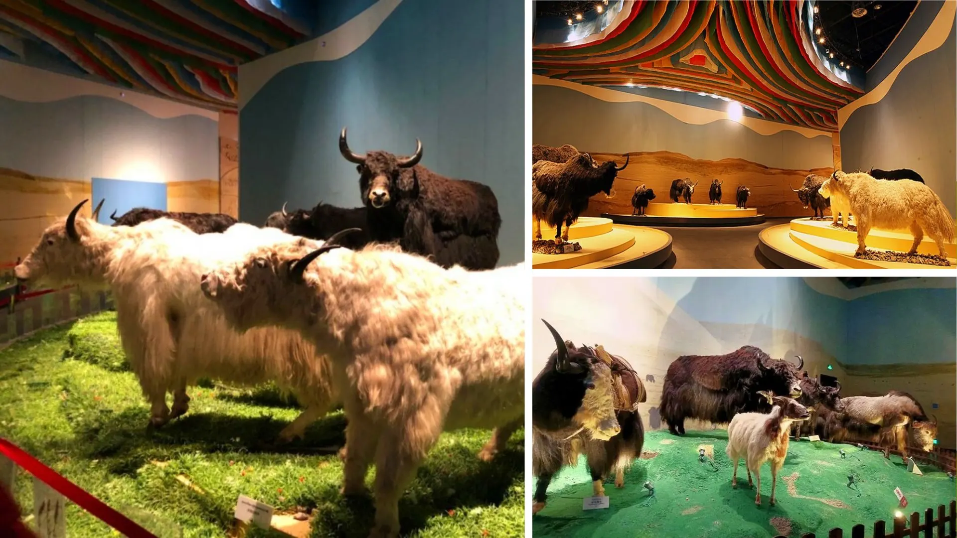 Bảo tàng Bò Yak của người Tây Tạng, Trung Quốc