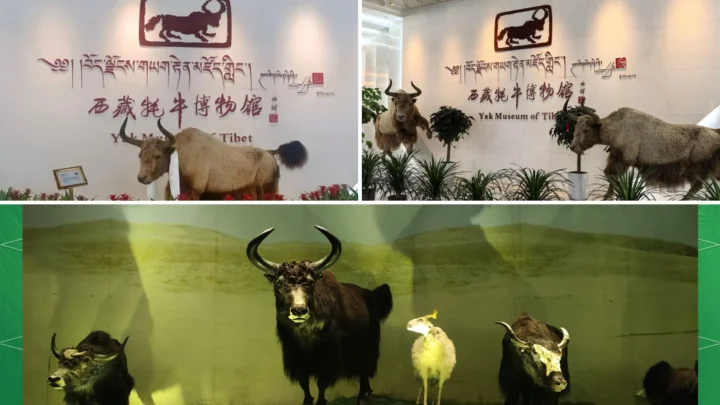 Bảo tàng Bò Yak - nơi tìm hiểu văn hóa du mục Tây Tạng