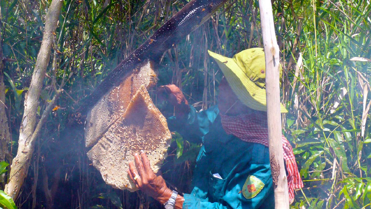 Bắt ong rừng U Minh Hạ