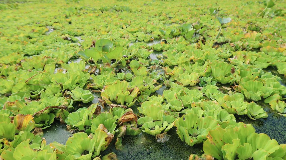 Nụ Cười Mê Kông