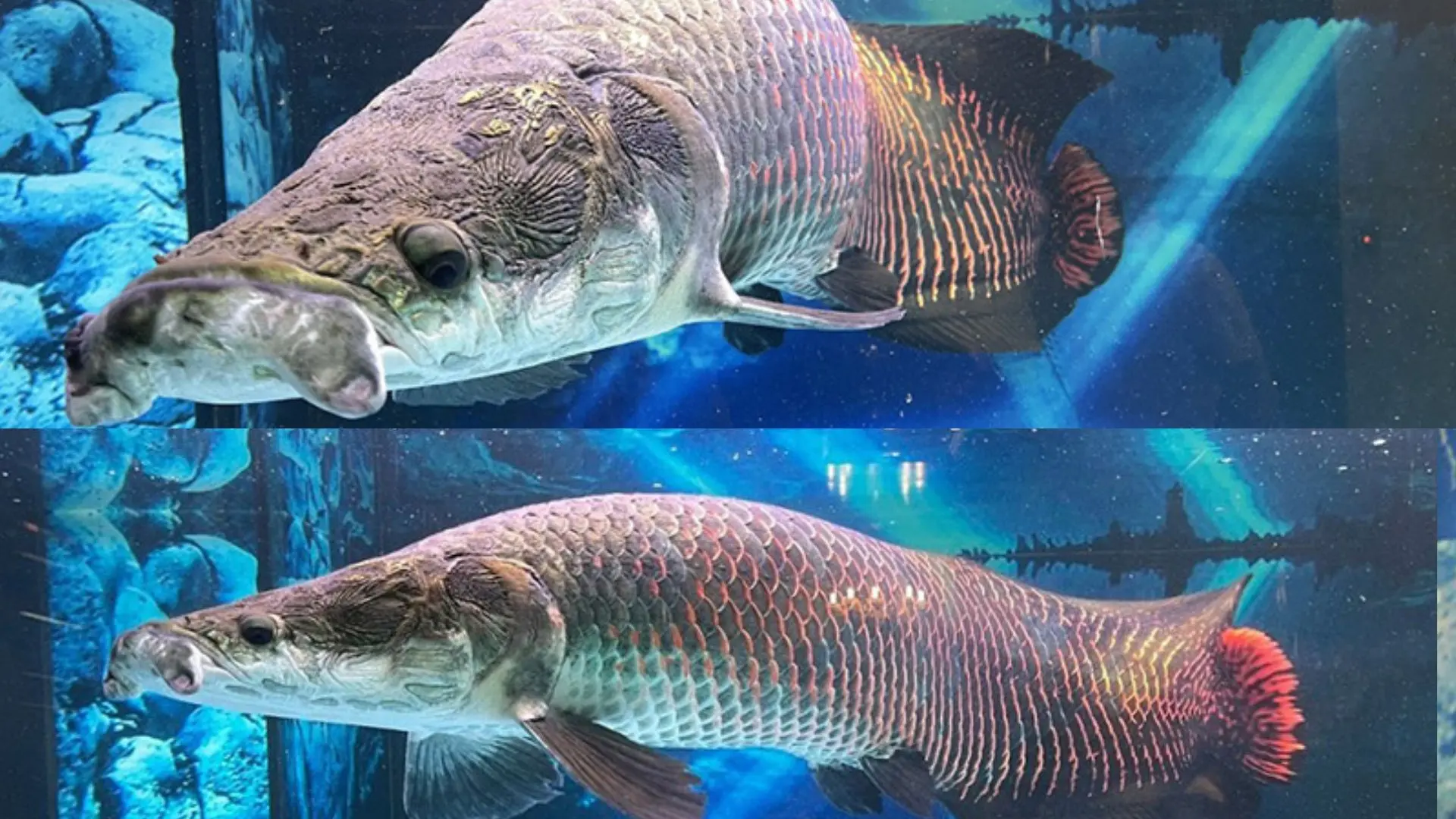 Cá hải tượng tại Thủy cung Vinpearl Nha Trang