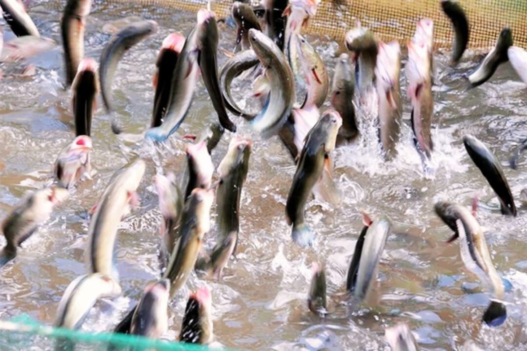Nụ Cười Mê Kông