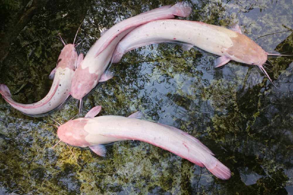 Cá trê trắng nằm trong Sách đỏ Việt Nam cũng có mặt tại rừng U Minh