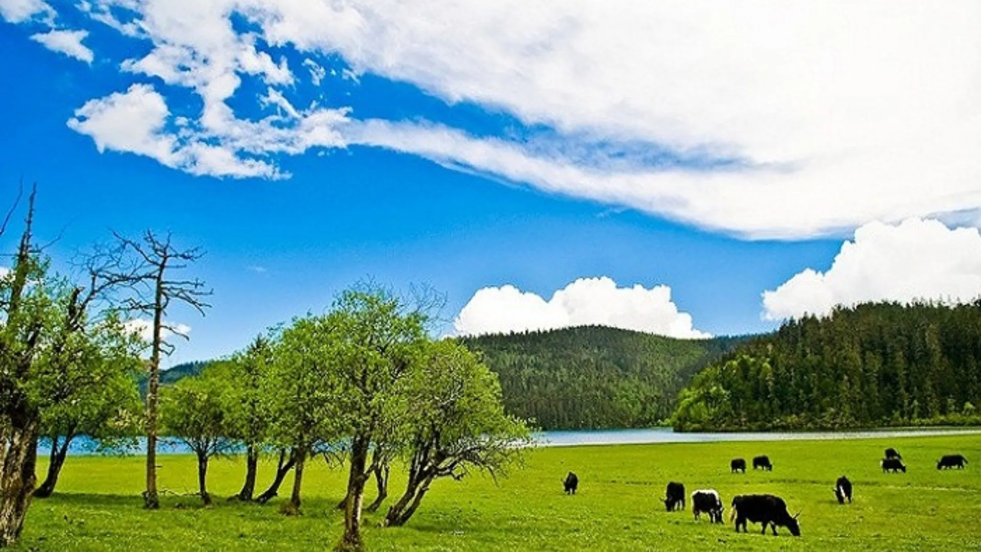 Cam Hải Tử ở dãy Ngoch Long thuộc Lệ Giang, Trung Quốc