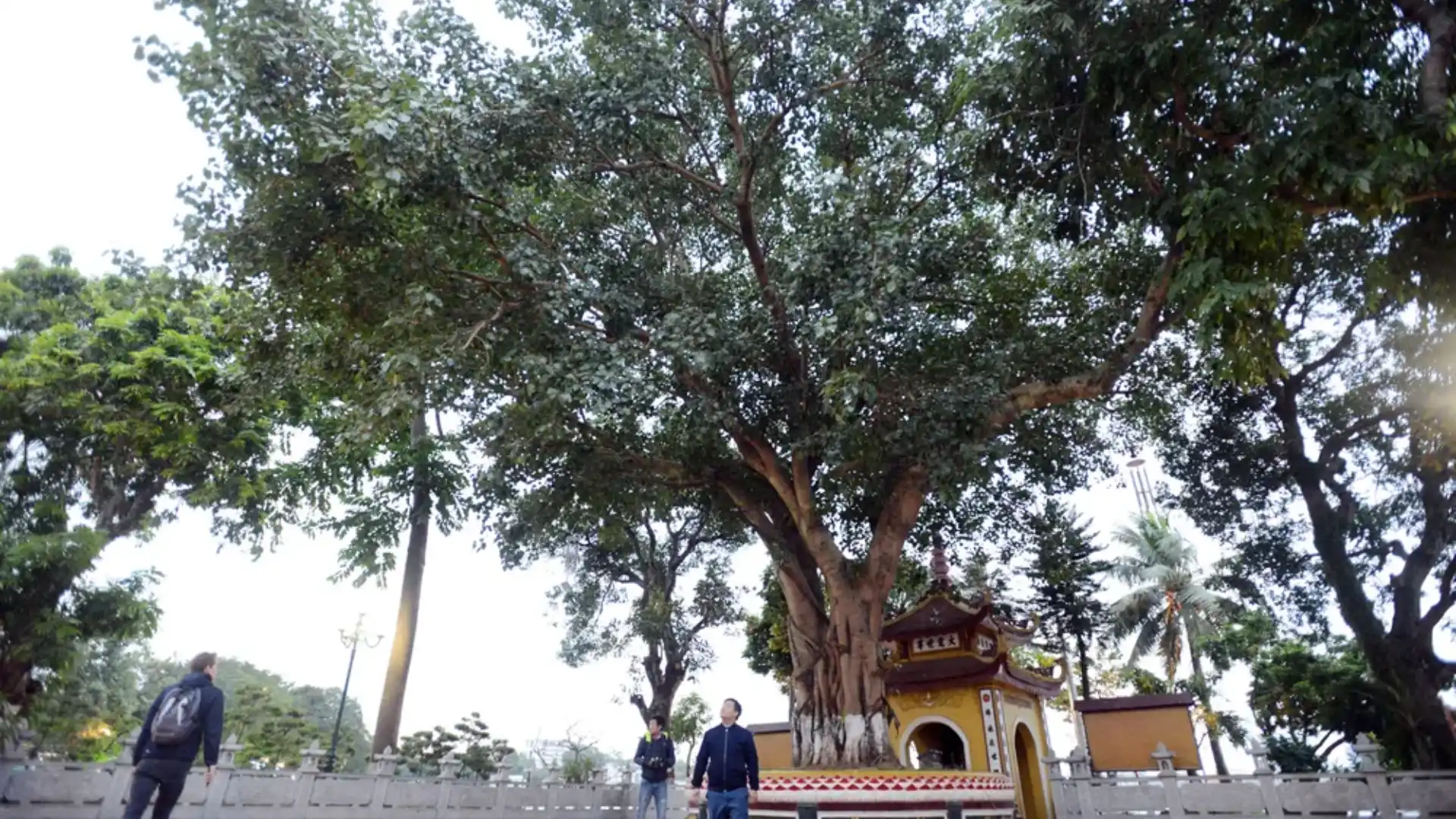 Cây bồ đề trong Chùa Trấn Quốc