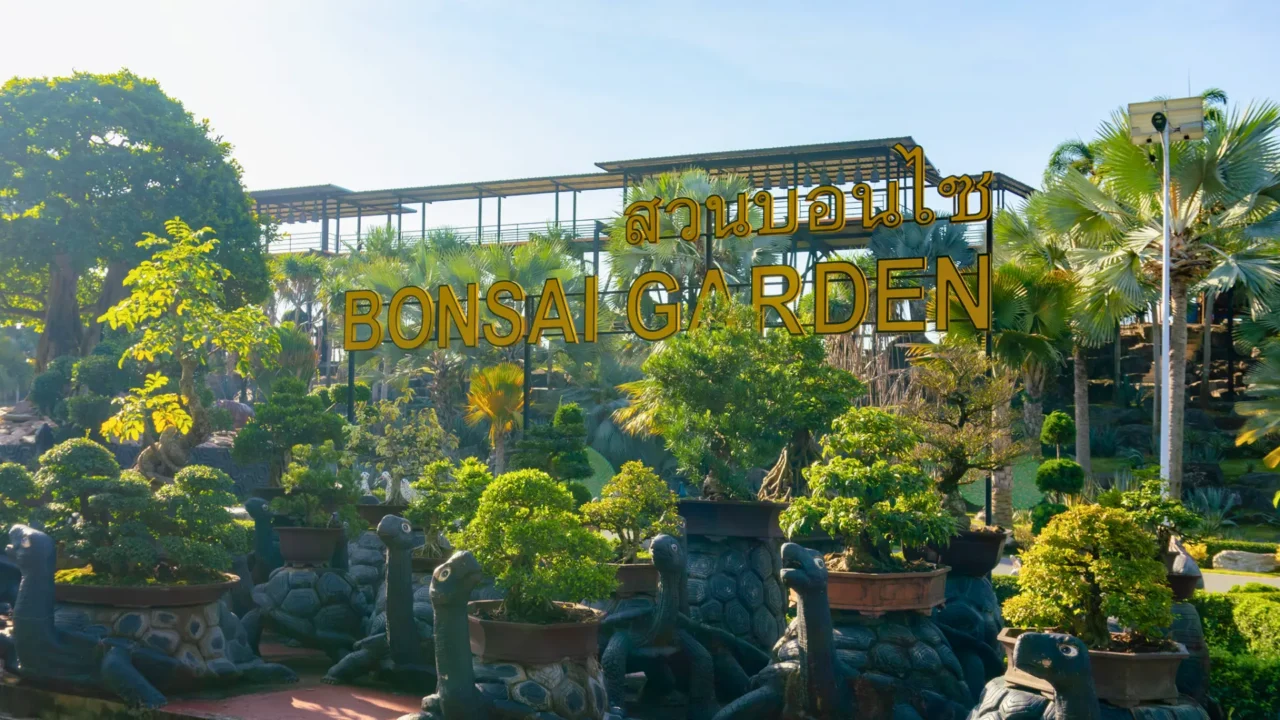 cay bonsai