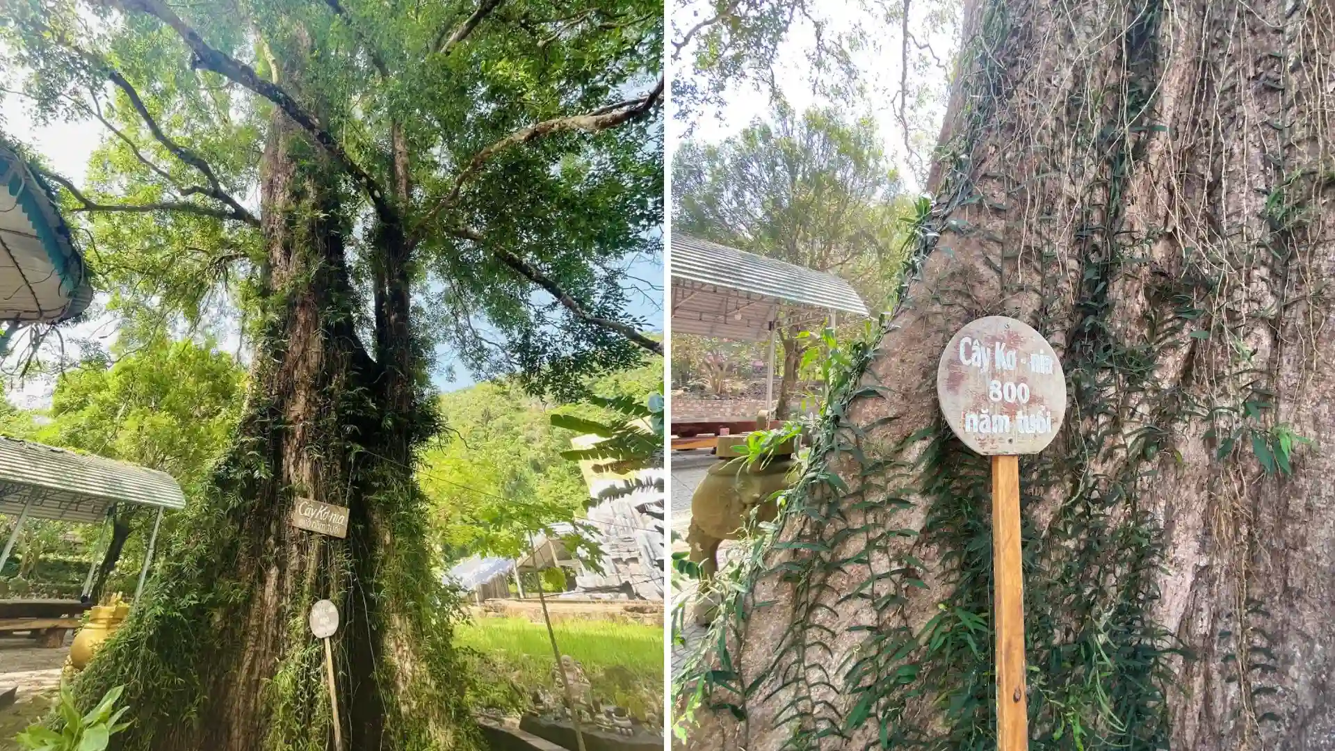 cây khơ nia hơn 800 tuổi