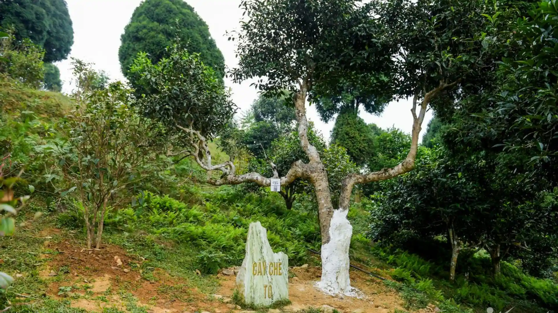 Chè shan tuyết với gốc cây to và tán rộng