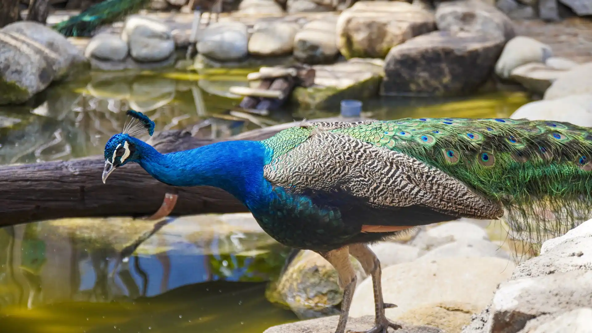 Chim công tại vườn thú LangBiang Land