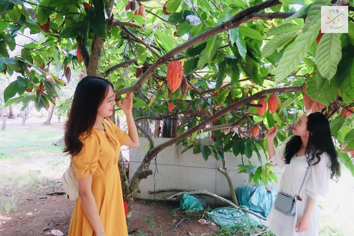 Chụp ảnh cùng cây ca cao, làm socola - Vườn nổi tiếng tại Cần Thơ