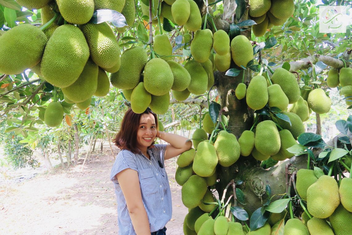 Chụp ảnh cùng vườn mít tố nữ trĩu quả tại vườn trái cây Ba Cống
