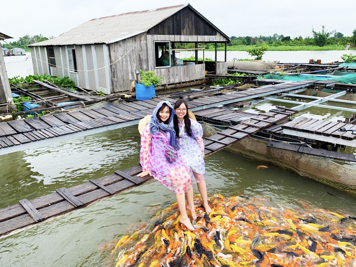 Chụp hình với cá Koi cực đẹp tại làng cá bè Cồn Sơn