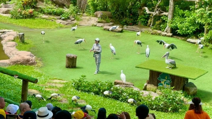 Show chim đặc sắc tại Vinpearl Safari trong combo Phú Quốc 3 ngày 2 đêm Nụ Cười Mê Kông