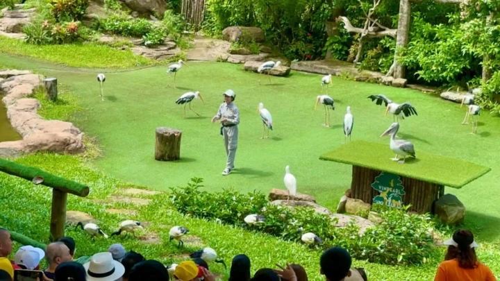 Màn biểu diễn của những chú chim thông minh và đầy màu sắc tại Vinpearl Safari Phú Quốc, điểm nhấn trong combo du lịch.