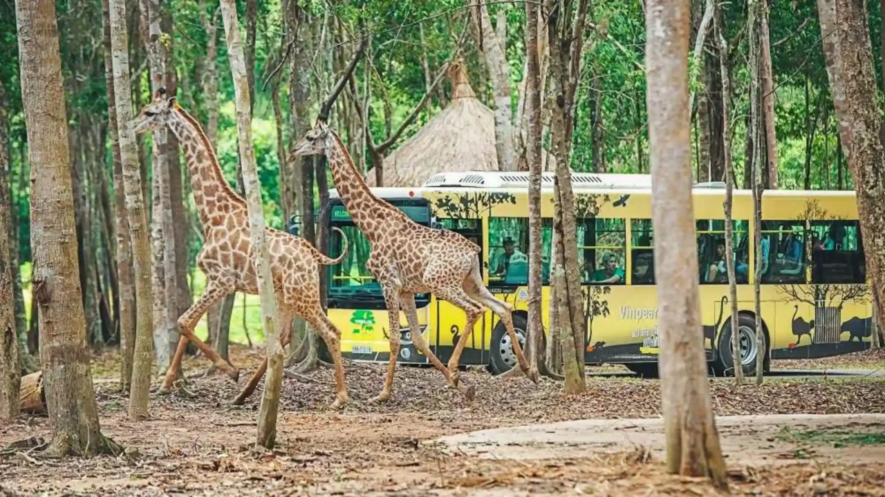 Trải nghiệm độc đáo 'nhốt người thả thú' trên xe bus chuyên dụng tại Vinpearl Safari, một phần của combo trọn gói Phú Quốc.