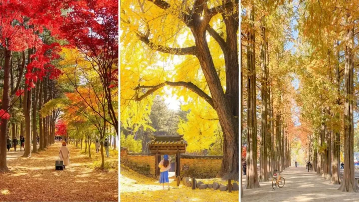 Con đường hàng cây ngân hạnh vàng rực trên đảo Nami