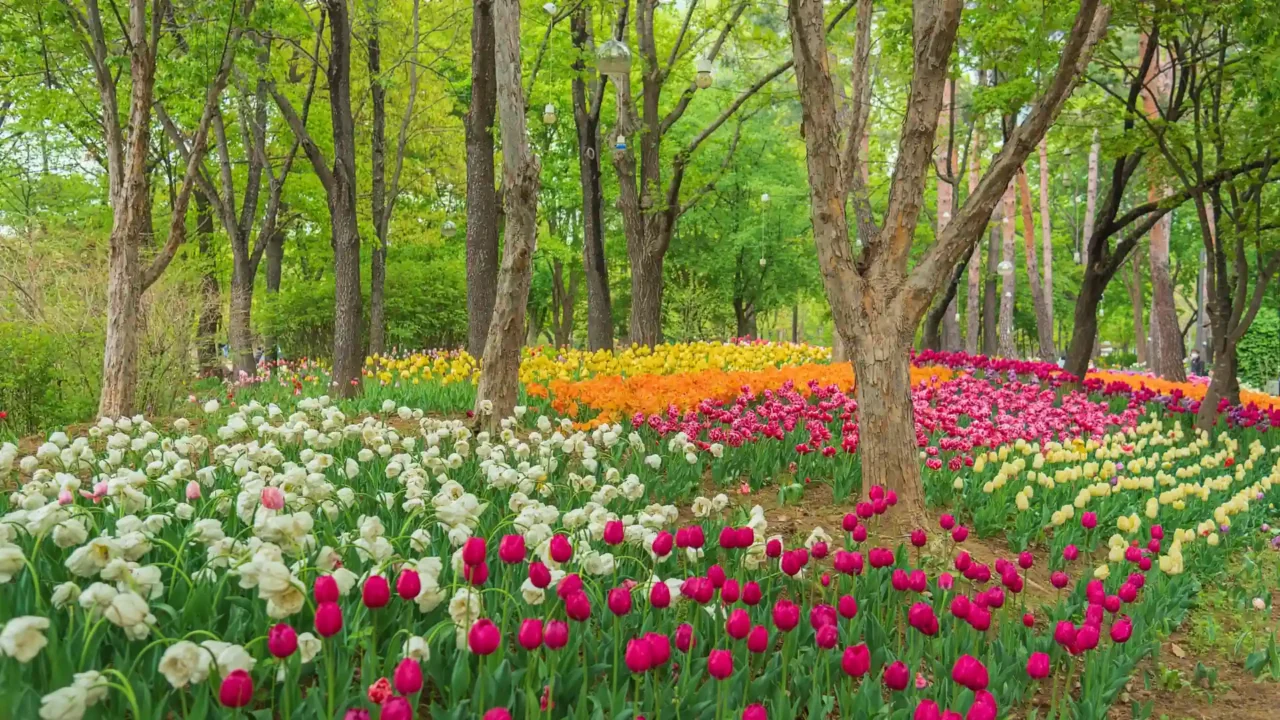 Công viên rừng Seoul – không gian xanh trong Tour Seoul Nami Everland