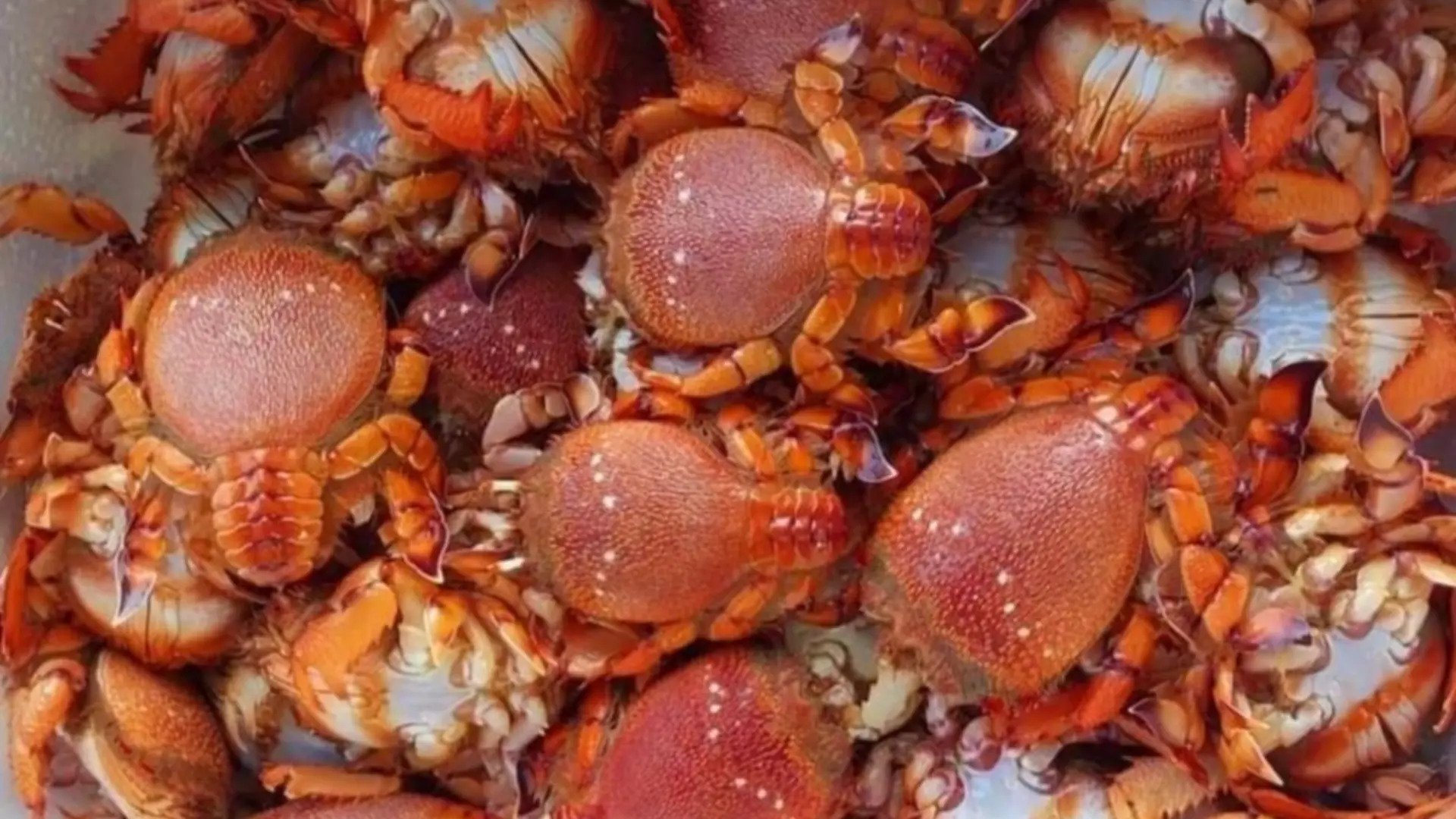 Cua huỳnh đế tại Đầm Ô Loan