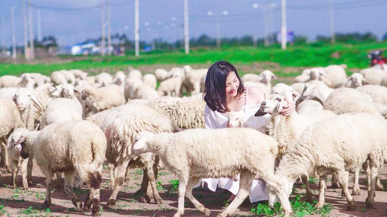 Đàn cừu ở Vũng Tàu