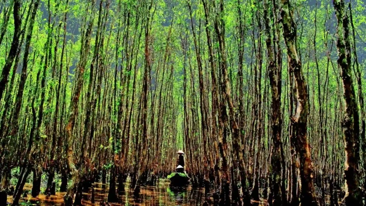 đi thuyền len lỏi qua những hàng đước, mắm