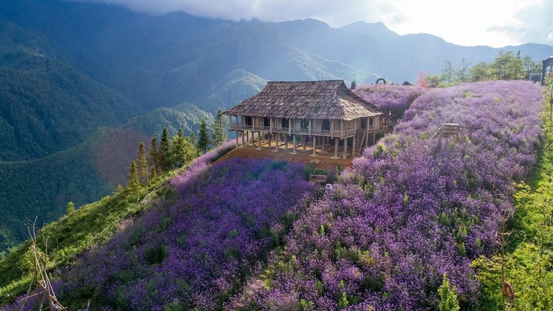 Thung lũng hoa Bắc Hà rực rỡ sắc tím thơ mộng