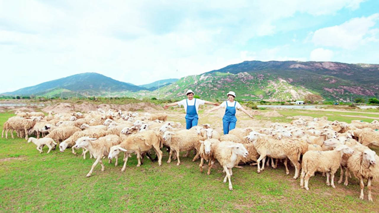 Đồi cừu Suối Nghệ