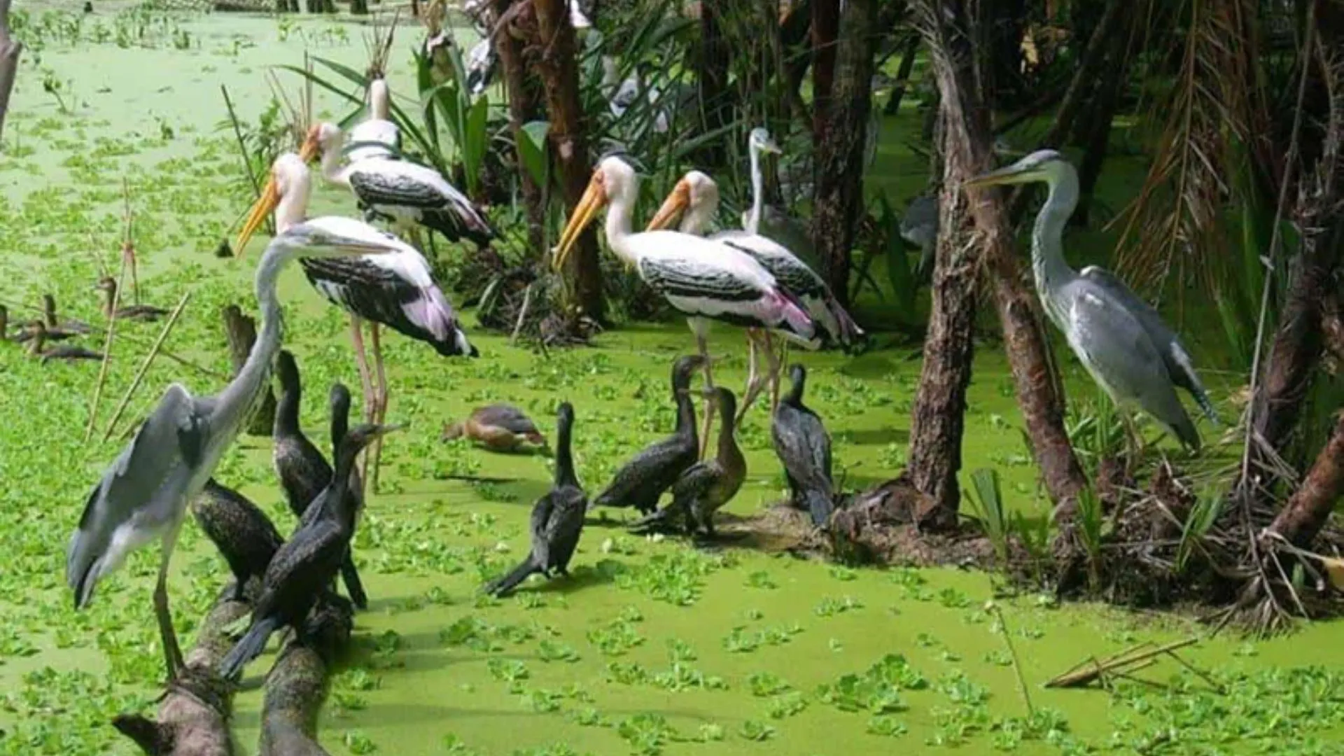 Hệ động thực vật phong phú tại Làng rừng Vồ Dơi