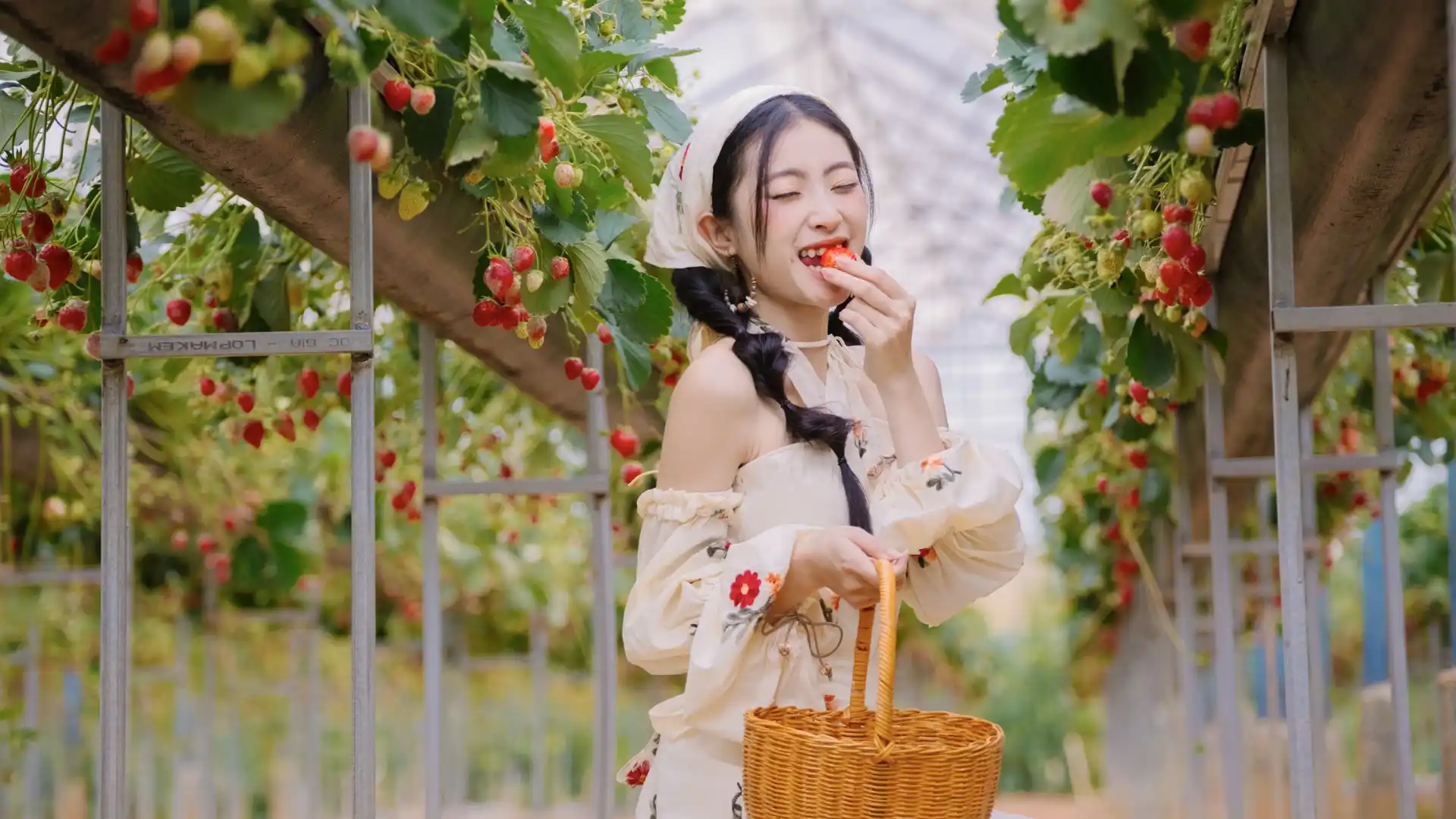 Hái dâu tại LangBiang Land