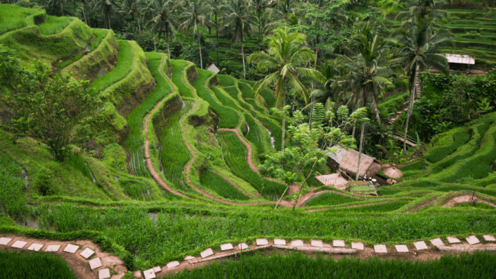 Ruộng bậc thang trong tour du lịch Bali