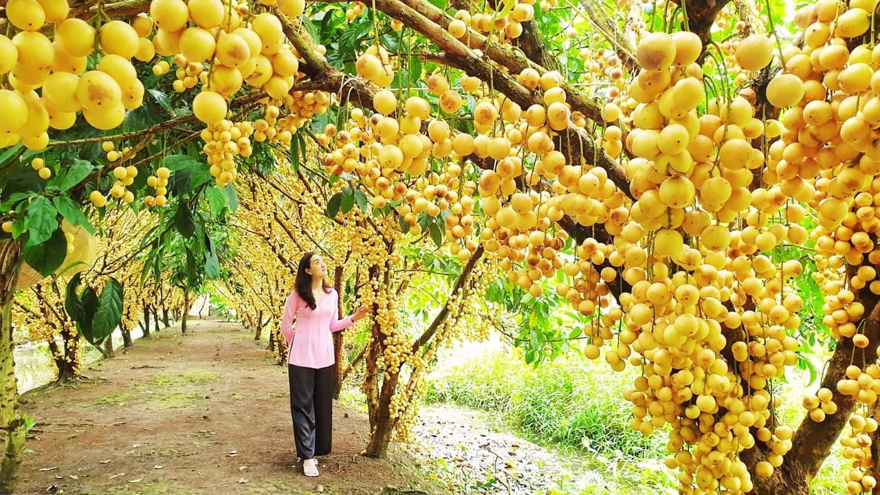 Du lịch Cần Thơ có gì vui - Vườn trái cây Ba Cống nổi tiếng