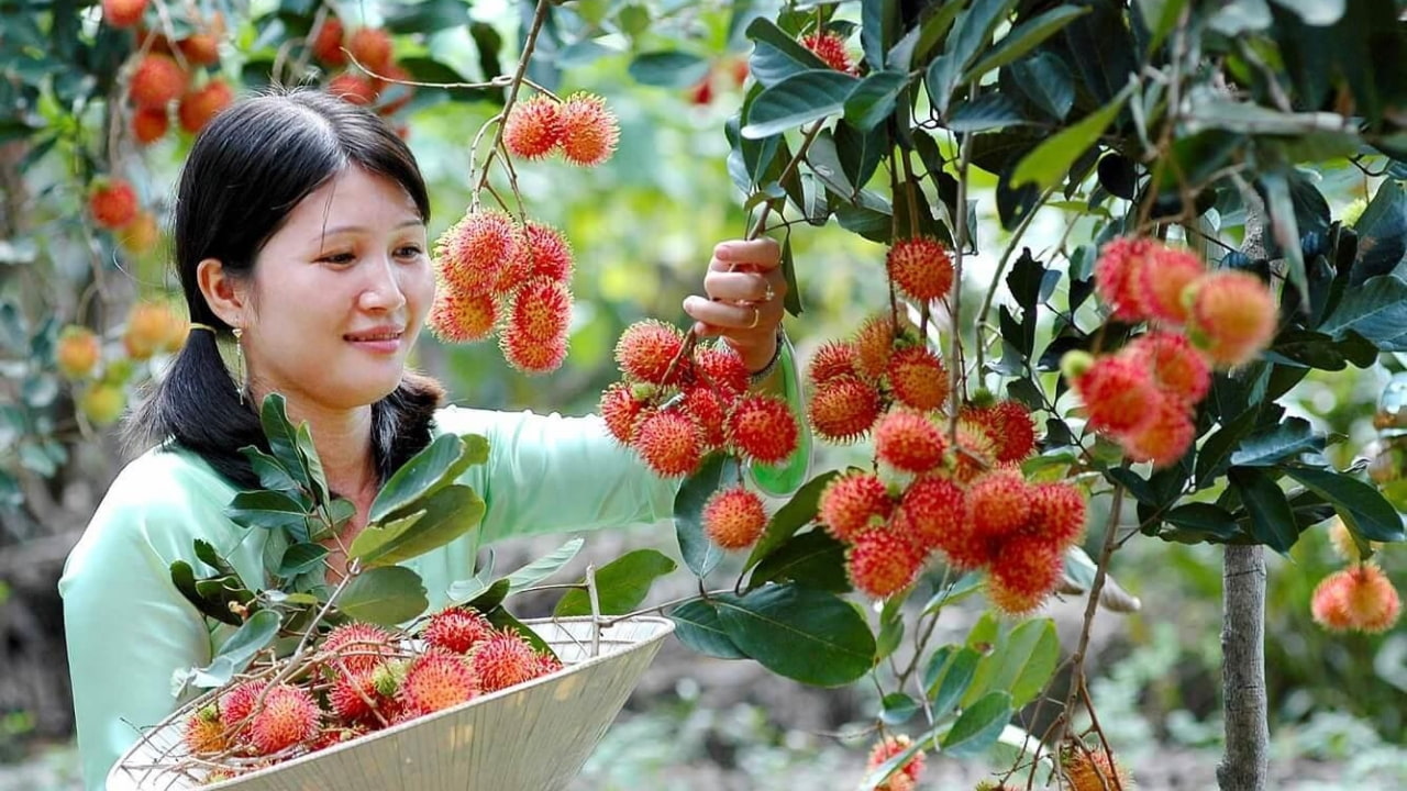 Du lịch Cần Thơ - Tham quan vườn trái cây trĩu quả