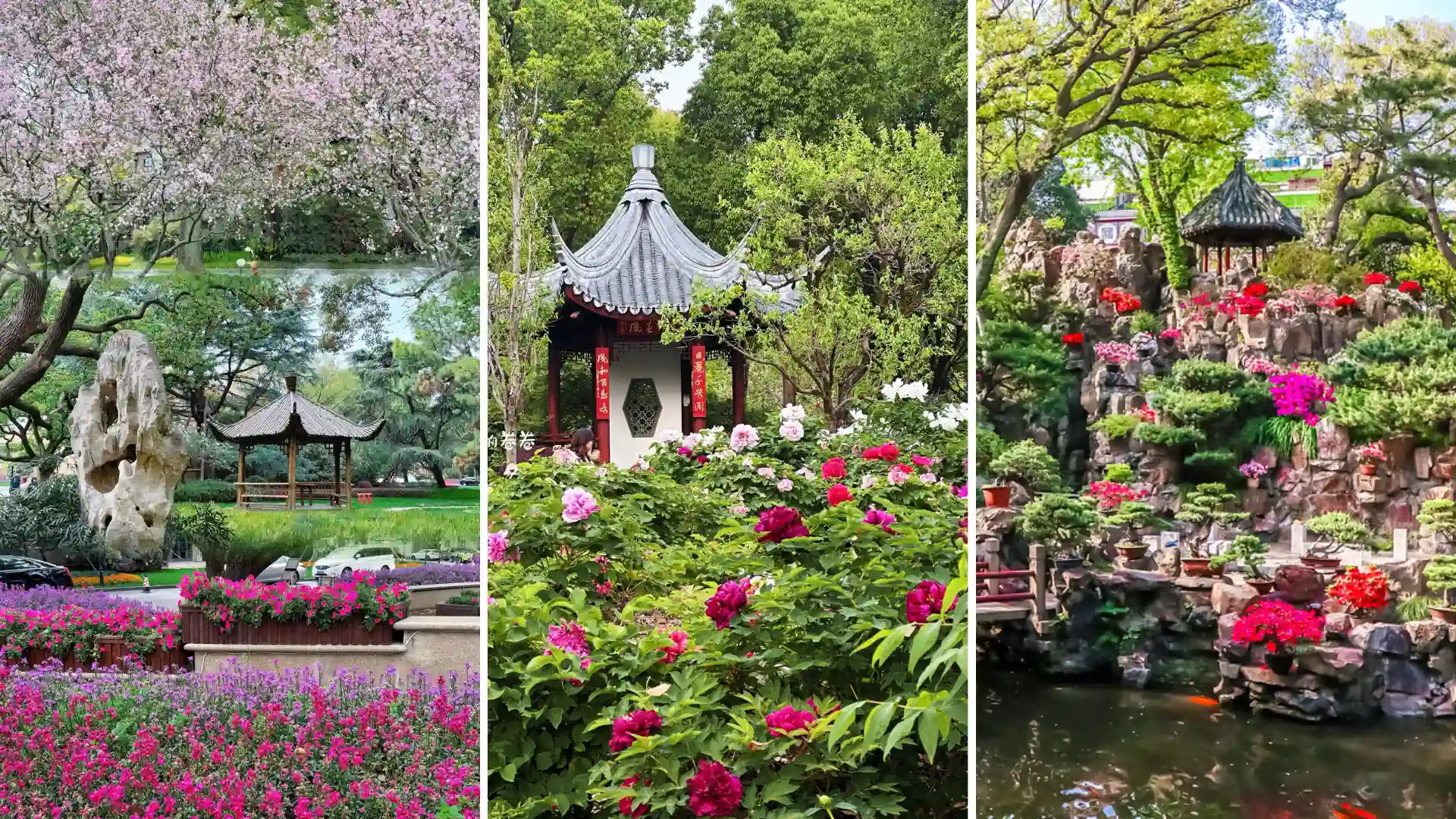 Vườn hoa Dự Viên Thượng Hải với nhiều loại hoa rực rỡ và đầy màu sắc