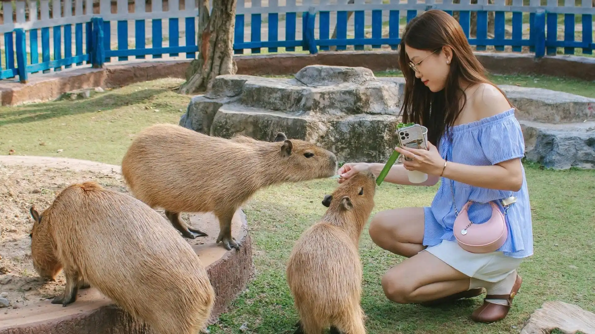 Eco Safari Cần Thơ gia đình cho dê thỏ ăn trực tiếp tương tác thiên nhiên