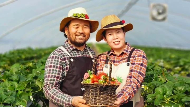 Hái trái cây tại vườn