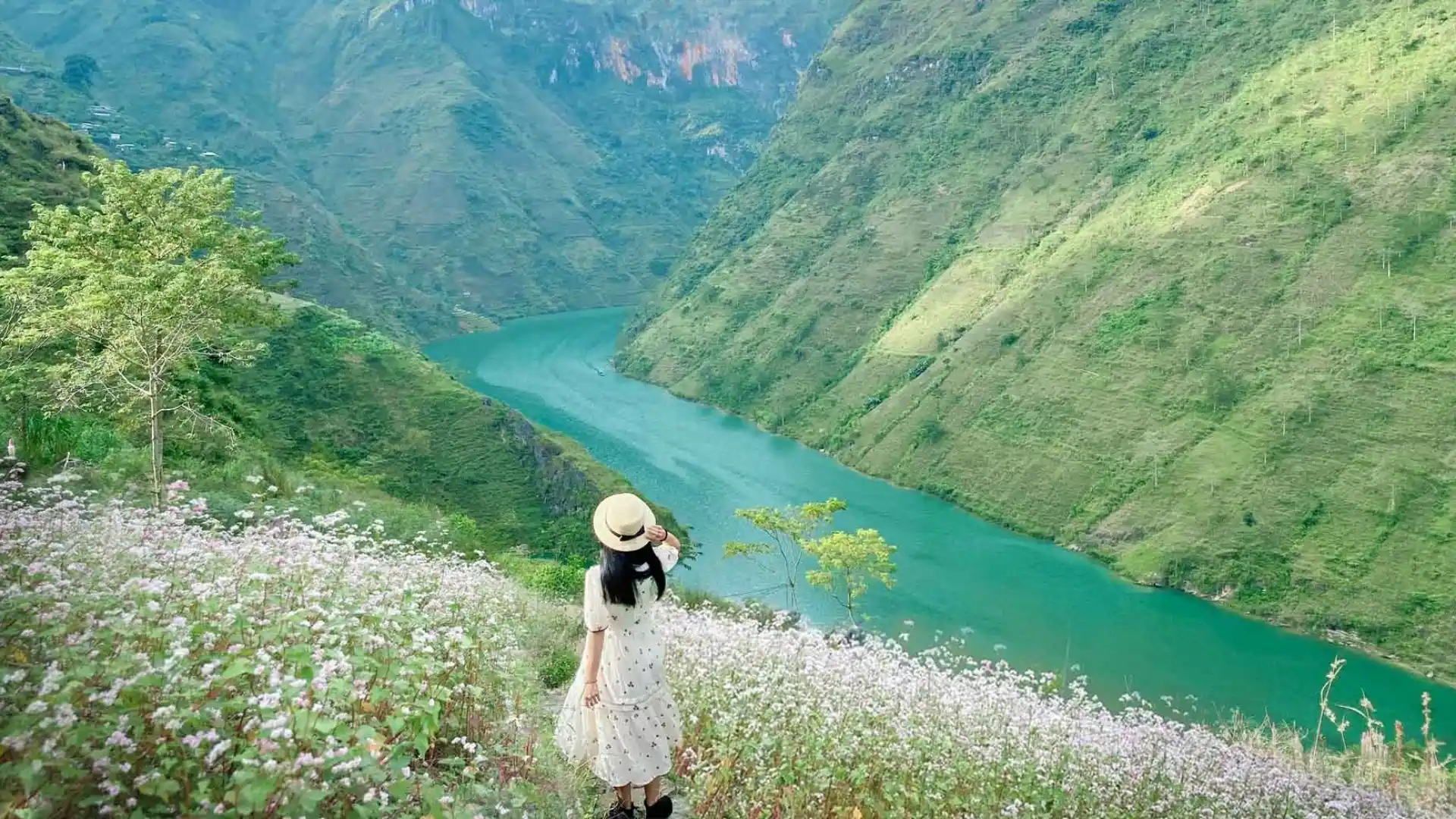 Hẻm Tu Sản nổi bật với hoa tam giác mạch