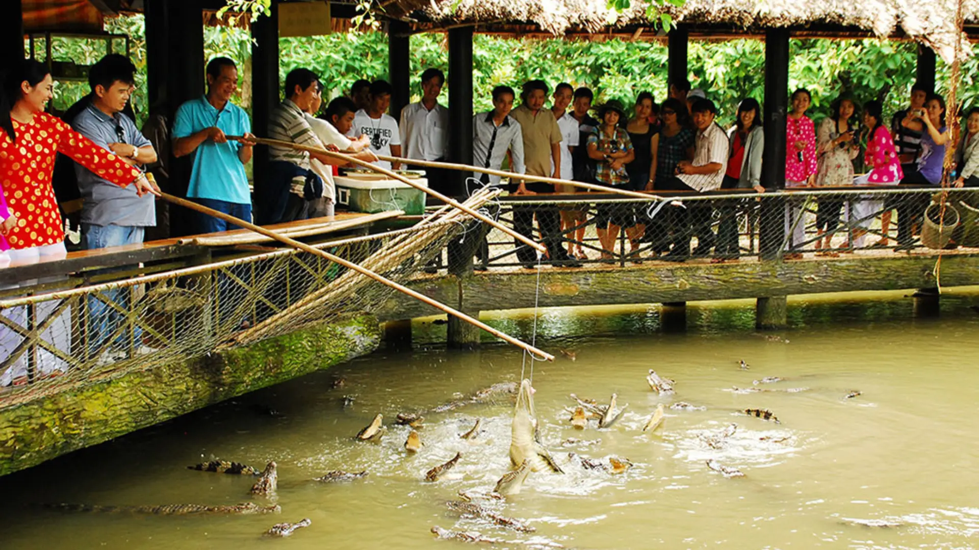 Khám phá hồ cá sấu Mỹ Khánh, nơi du khách được tận mắt chứng kiến loài cá sấu hùng dũng, tìm hiểu đời sống và tập tính thú vị của chúng trong môi trường gần gũi với thiên nhiên