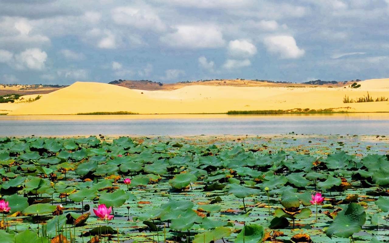 Hồ nước Bình Thuận mùa sen nở