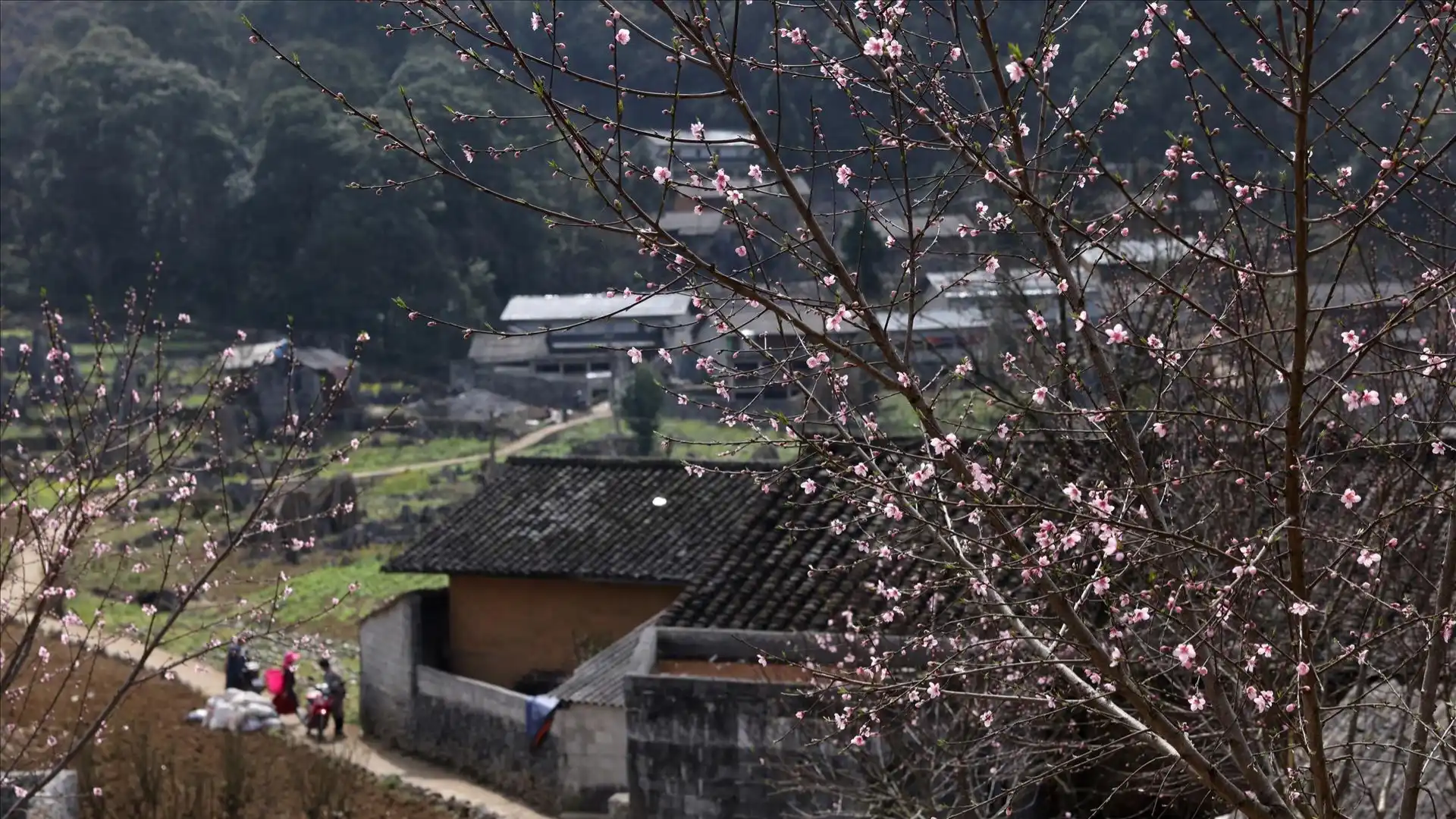Các loài hoa đua nhau nhộm hồng vào tháng 10-11