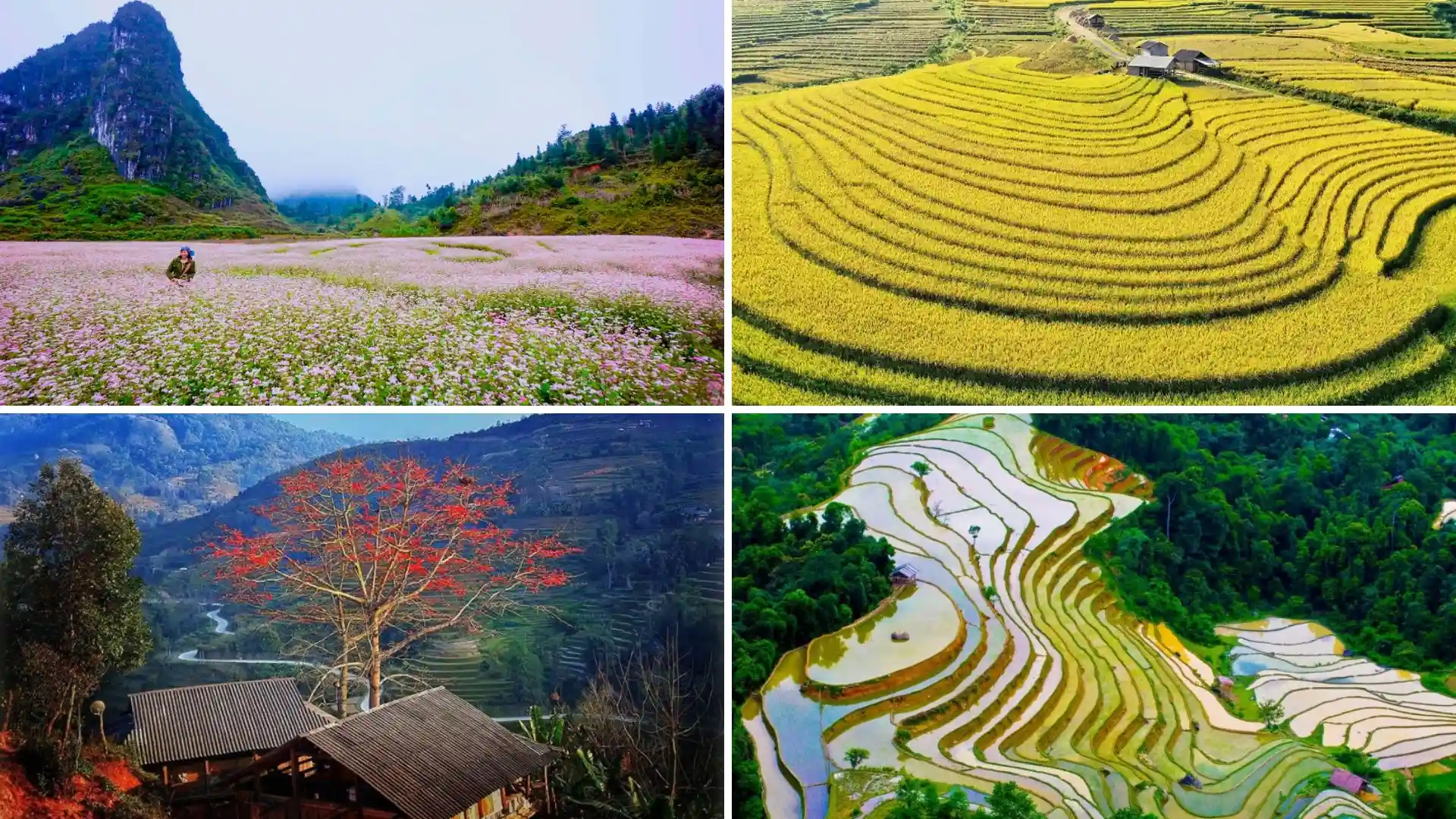 Khí hậu 4 mùa tại Đồng Văn với mùa hoa, mùa lúa chín và mùa nước đổ