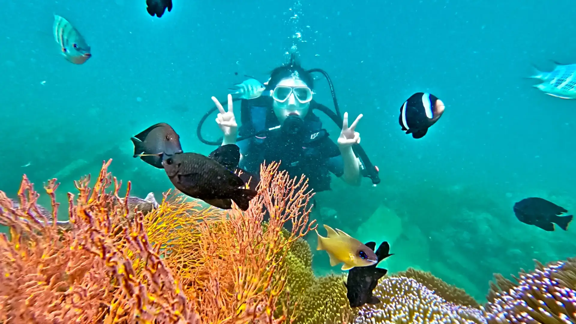 Lặn biển bằng bình khí tại Vịnh San Hô