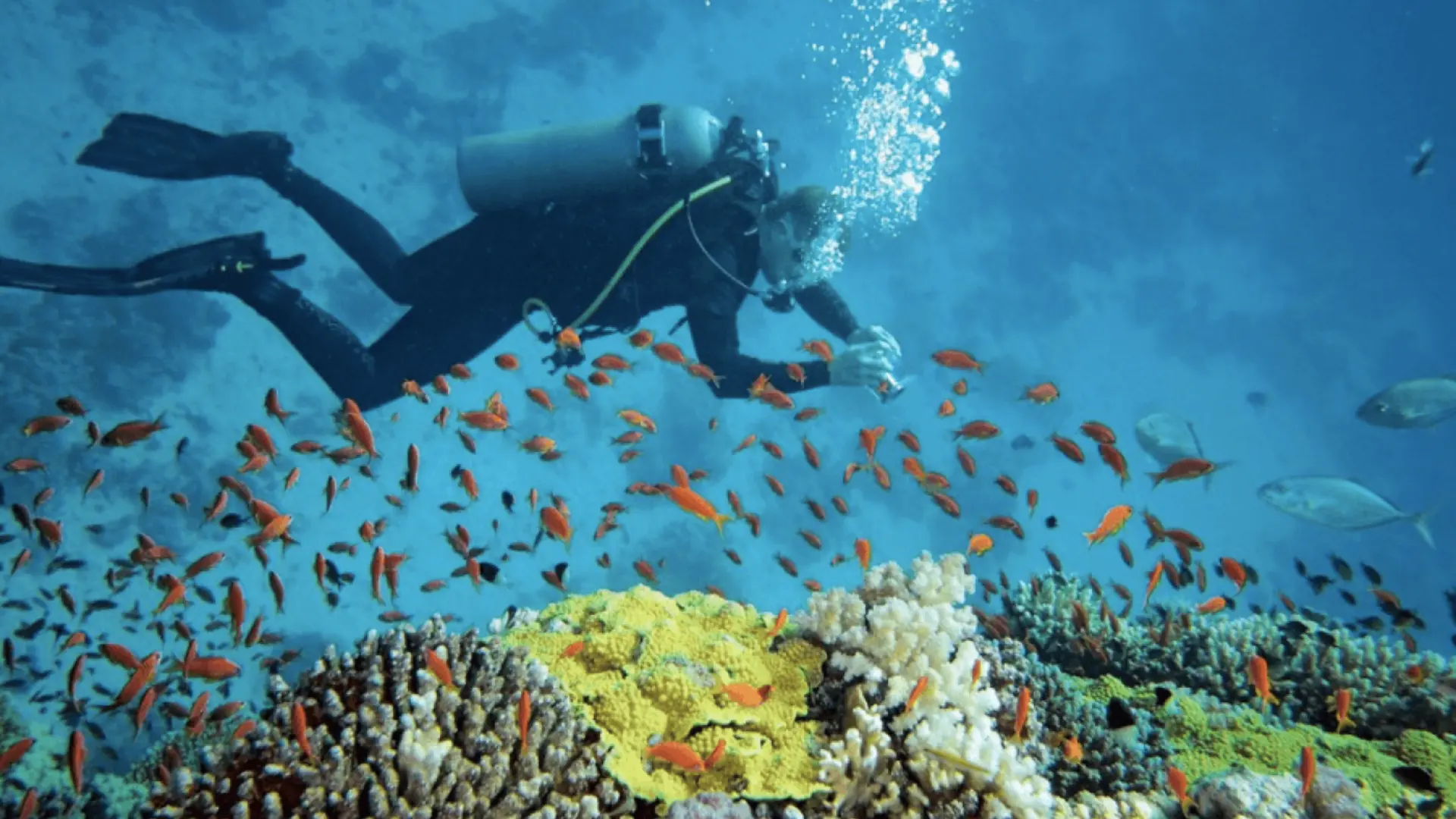 Lặn ngắm san hô tại đảo Con Sẻ Tre