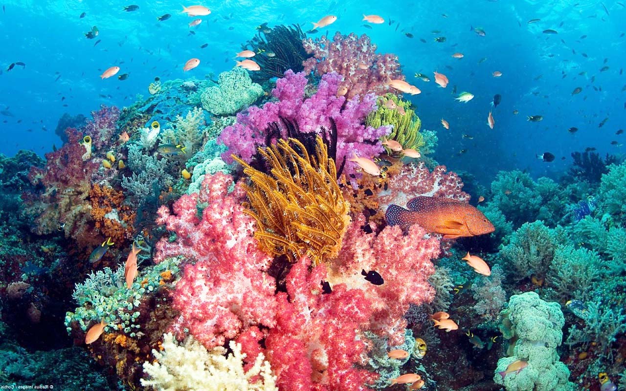 Lặn ngắm san hô ở Côn Đảo