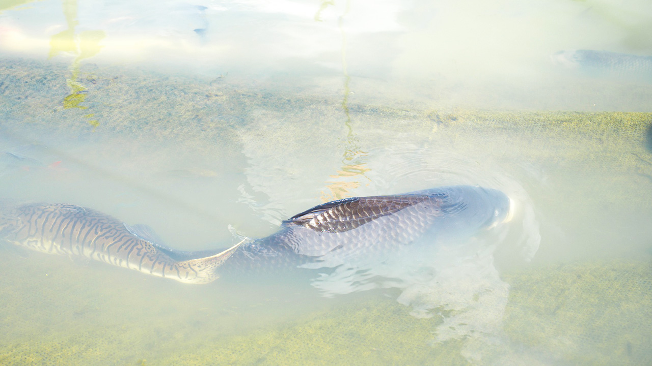 Ngắm các loại cá đặc trưng của của lưu vực sông Mekong