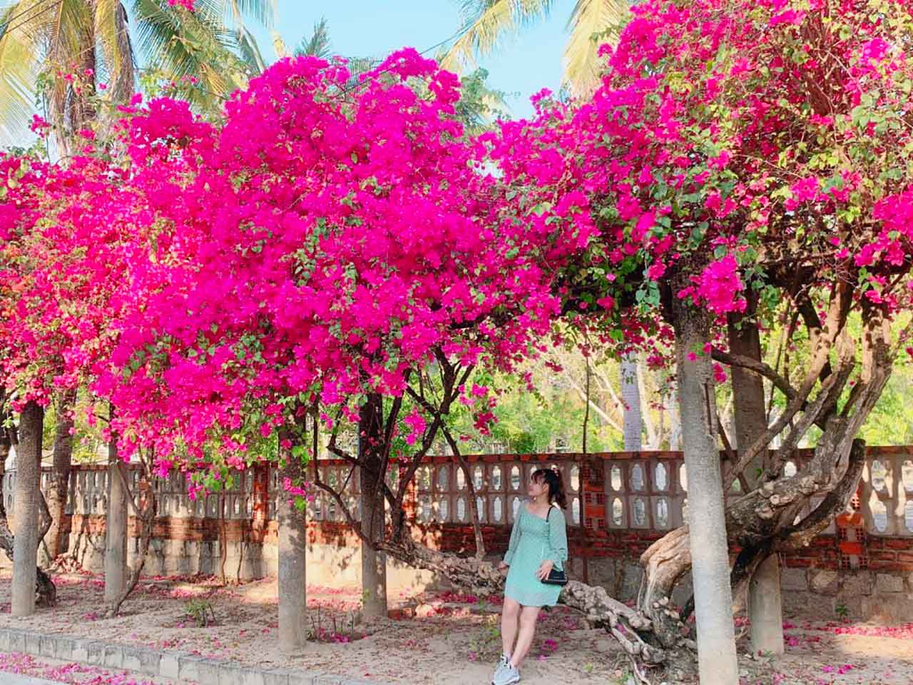 Check-in làng Phong Quy Hòa rực rỡ sắc màu của hoa giấy