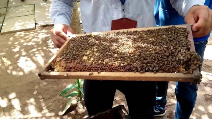 Trải nghiệm quy trình mật ông tại Cồn Phụng