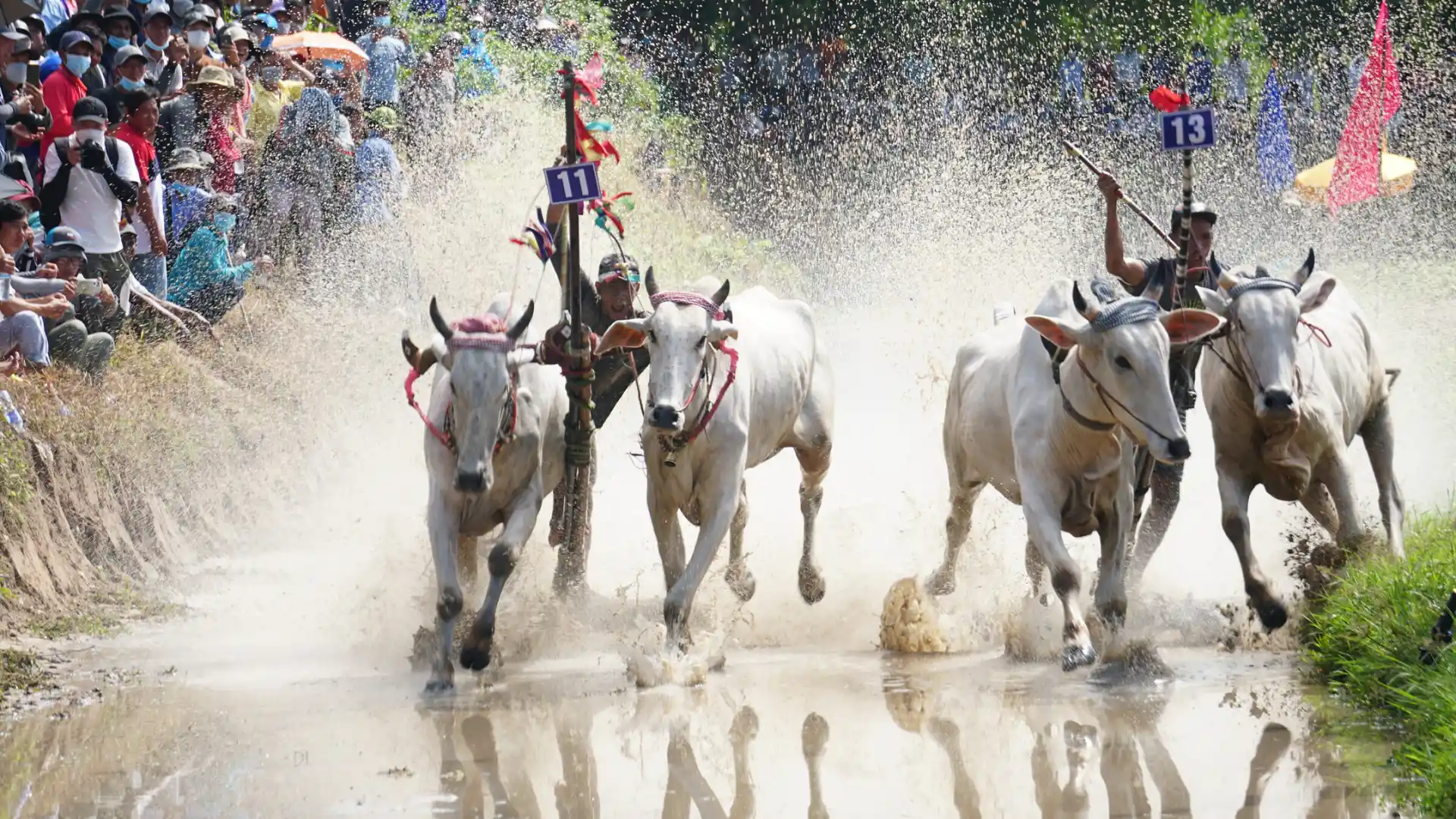 Lễ hội đua bò Bảy Núi – nét văn hóa độc đáo của người Khmer An Giang