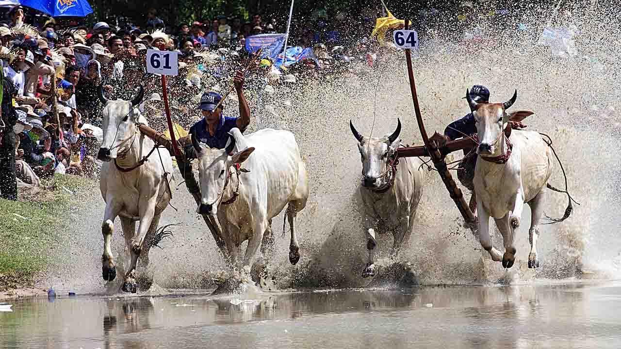 Lễ hội đua bò bảy núi ở An Giang