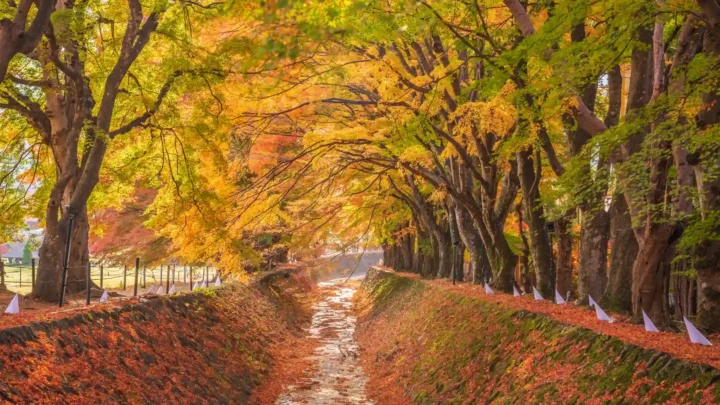 Đường hầm lá phong Momiji Kairo rực rỡ sắc đỏ và vàng vào mùa thu Nhật Bản.