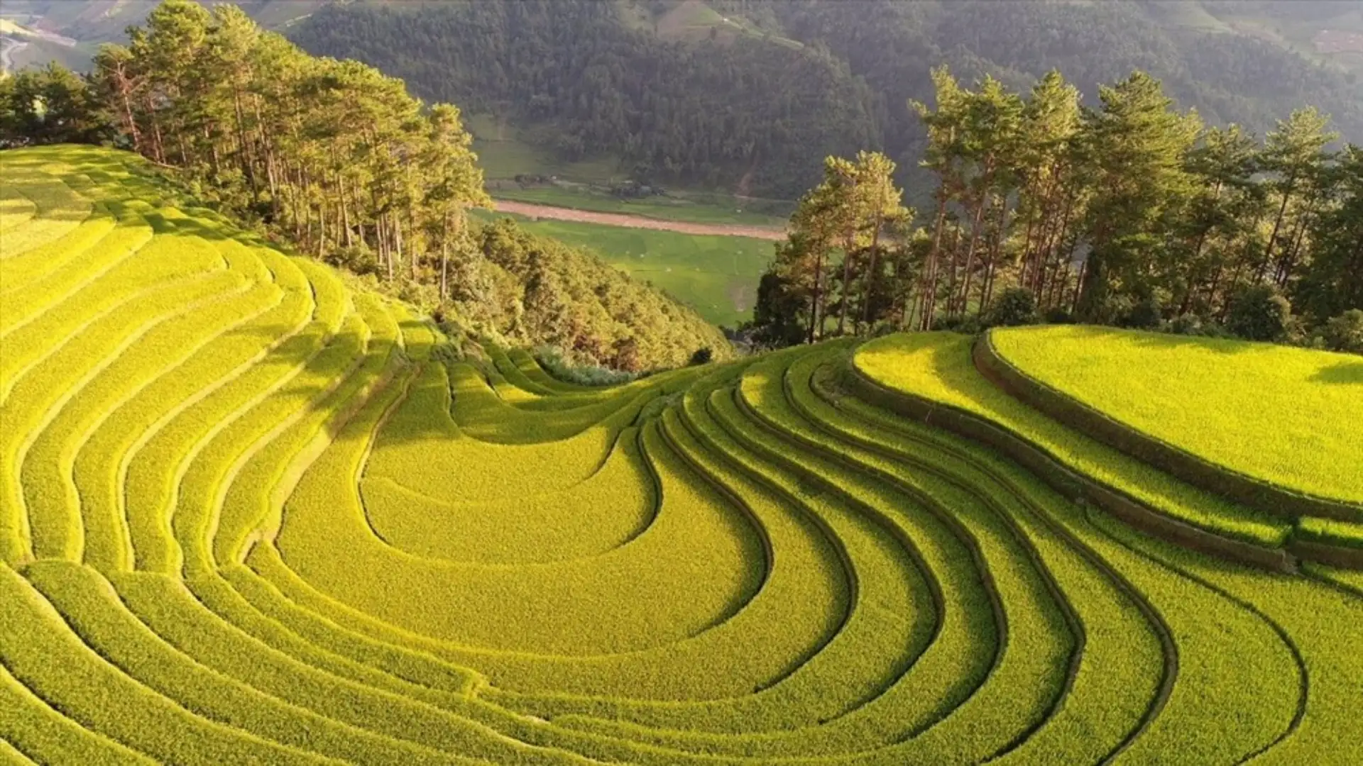 Ruộng bậc thang đèo Khau Phạ mùa lúa chín vàng rực tháng 9-10