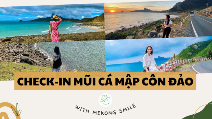 mũi cá mập